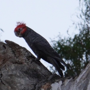 Callocephalon fimbriatum at Hughes, ACT - 4 Jan 2019