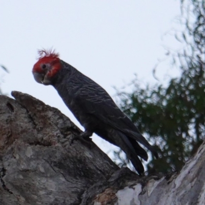 Callocephalon fimbriatum (Gang-gang Cockatoo) at Federal Golf Course - 4 Jan 2019 by JackyF