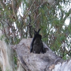 Callocephalon fimbriatum at Hughes, ACT - 4 Jan 2019