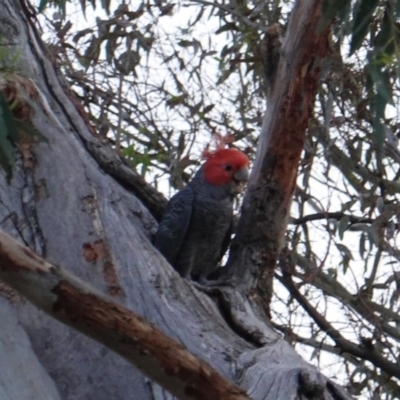 Callocephalon fimbriatum (Gang-gang Cockatoo) at Hughes, ACT - 4 Jan 2019 by JackyF