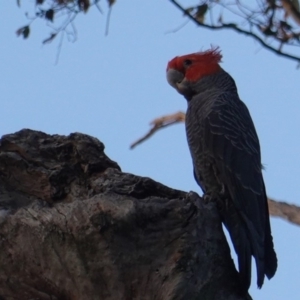 Callocephalon fimbriatum at Deakin, ACT - 4 Jan 2019