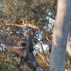 Callocephalon fimbriatum at Deakin, ACT - 4 Jan 2019