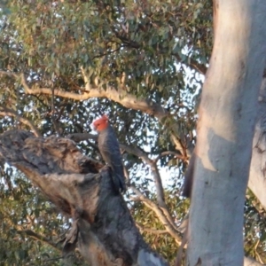 Callocephalon fimbriatum at Deakin, ACT - suppressed