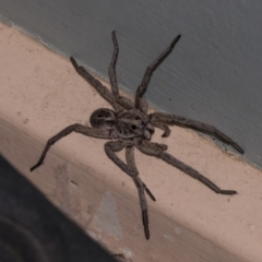 Tasmanicosa sp. (genus) (Tasmanicosa wolf spider) at Higgins, ACT - 4 Jan 2019 by AlisonMilton