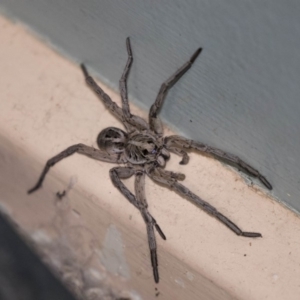 Tasmanicosa sp. (genus) at Higgins, ACT - 4 Jan 2019 08:27 PM