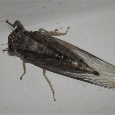 Yoyetta celis (Silver Princess Cicada) at Wanniassa, ACT - 4 Jan 2019 by JohnBundock