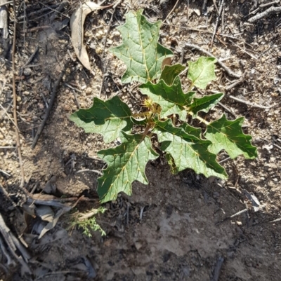 Solanum cinereum (Narrawa Burr) at Chapman, ACT - 5 Jan 2019 by jeremyahagan