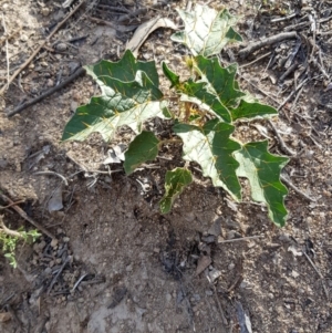 Solanum cinereum at Chapman, ACT - 5 Jan 2019