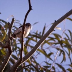 Daphoenositta chrysoptera (Varied Sittella) at Sutton, NSW - 2 Jan 2019 by GlennMcMellon