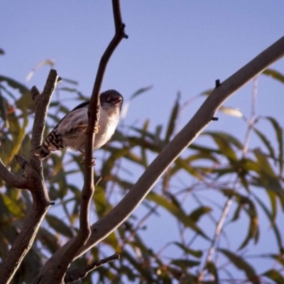 Daphoenositta chrysoptera (Varied Sittella) at Sutton, NSW - 1 Jan 2019 by GlennMcMellon