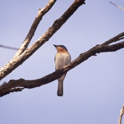 Myiagra rubecula (Leaden Flycatcher) at Amaroo, ACT - 16 Dec 2018 by GlennMcMellon