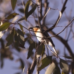 Myiagra rubecula at Amaroo, ACT - 16 Dec 2018