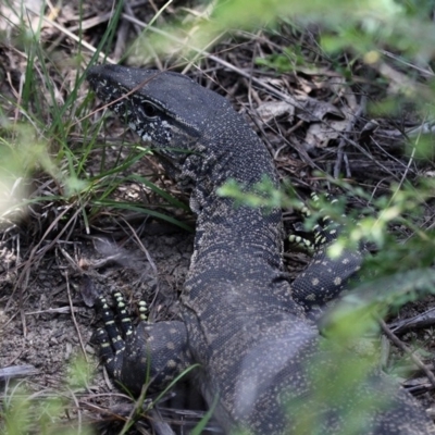 Varanus rosenbergi (Heath or Rosenberg's Monitor) at Greenway, ACT - 29 Dec 2018 by HarveyPerkins