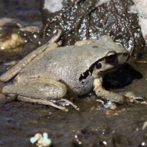 Litoria lesueuri at Tennent, ACT - 3 Nov 2018