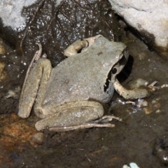 Litoria lesueuri at Tennent, ACT - 3 Nov 2018