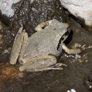 Litoria lesueuri at Tennent, ACT - 3 Nov 2018