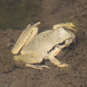 Litoria lesueuri at Tennent, ACT - 3 Nov 2018