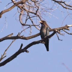 Eurystomus orientalis (Dollarbird) at Forde, ACT - 5 Jan 2019 by GlennMcMellon