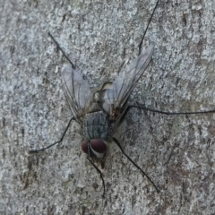 Senostoma sp. (genus) (A parasitoid tachinid fly) at Paddys River, ACT - 29 Dec 2018 by HarveyPerkins