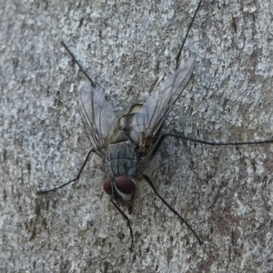 Senostoma sp. (genus) at Paddys River, ACT - 29 Dec 2018 01:55 PM