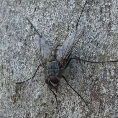 Senostoma sp. (genus) (A parasitoid tachinid fly) at Paddys River, ACT - 29 Dec 2018 by HarveyPerkins