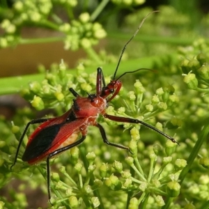 Gminatus australis at Kambah, ACT - 28 Dec 2018