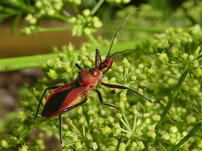 Gminatus australis (Orange assassin bug) at Kambah, ACT - 28 Dec 2018 by HarveyPerkins