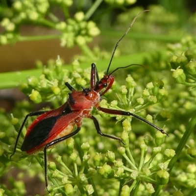 Gminatus australis (Orange assassin bug) at Kambah, ACT - 28 Dec 2018 by HarveyPerkins