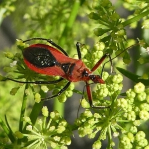 Gminatus australis at Kambah, ACT - 28 Dec 2018 08:23 AM