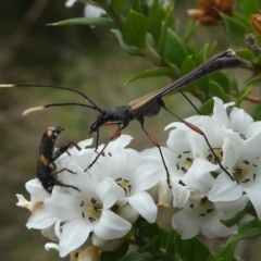 Enchoptera apicalis (Longhorn beetle) at Paddys River, ACT - 9 Dec 2018 by HarveyPerkins