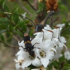 Enchoptera apicalis at Paddys River, ACT - 9 Dec 2018