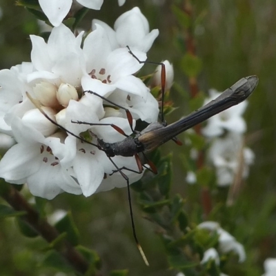 Enchoptera apicalis (Longhorn beetle) at Paddys River, ACT - 9 Dec 2018 by HarveyPerkins