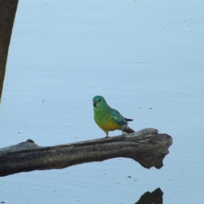 Psephotus haematonotus (Red-rumped Parrot) at Fyshwick, ACT - 4 Jan 2019 by Valerate