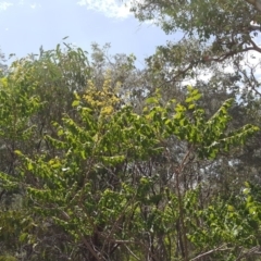 Koelreuteria paniculata at Isaacs Ridge - 5 Jan 2019