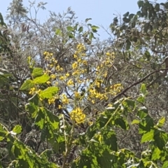 Koelreuteria paniculata at Isaacs Ridge - 5 Jan 2019 11:56 AM