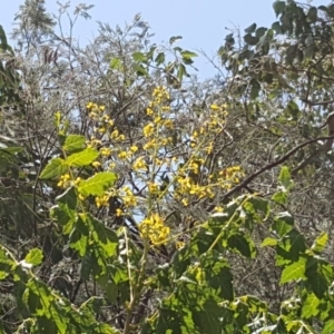 Koelreuteria paniculata at Isaacs Ridge - 5 Jan 2019