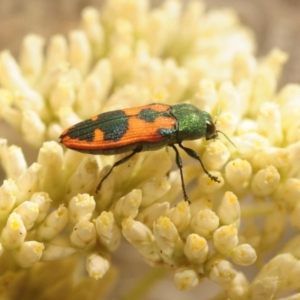 Castiarina hilaris at Kambah, ACT - 1 Jan 2019 06:07 PM