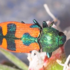 Castiarina hilaris at Kambah, ACT - 1 Jan 2019 06:07 PM