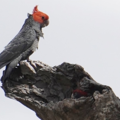 Callocephalon fimbriatum (Gang-gang Cockatoo) at Deakin, ACT - 5 Jan 2019 by JackyF