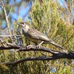 Anthochaera carunculata (Red Wattlebird) at Kambah, ACT - 1 Jan 2019 by MatthewFrawley