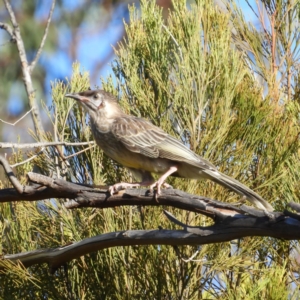 Anthochaera carunculata at Kambah, ACT - 1 Jan 2019 06:00 PM