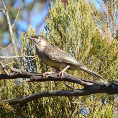 Anthochaera carunculata (Red Wattlebird) at Mount Taylor - 1 Jan 2019 by MatthewFrawley