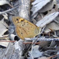 Heteronympha merope (Common Brown Butterfly) at Mount Taylor - 1 Jan 2019 by MatthewFrawley