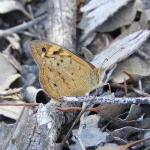 Heteronympha merope at Kambah, ACT - 1 Jan 2019 06:31 PM