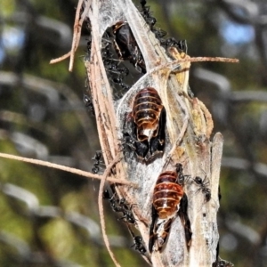 Jalmenus evagoras at Paddys River, ACT - 4 Jan 2019