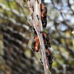 Jalmenus evagoras at Paddys River, ACT - 4 Jan 2019