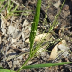 Panicum effusum (Hairy Panic Grass) at Mount Taylor - 1 Jan 2019 by MatthewFrawley