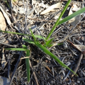 Panicum effusum at Kambah, ACT - 1 Jan 2019