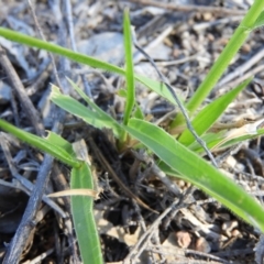 Panicum effusum at Kambah, ACT - 1 Jan 2019