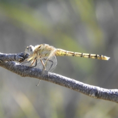 Orthetrum caledonicum (Blue Skimmer) at Mount Taylor - 1 Jan 2019 by MatthewFrawley